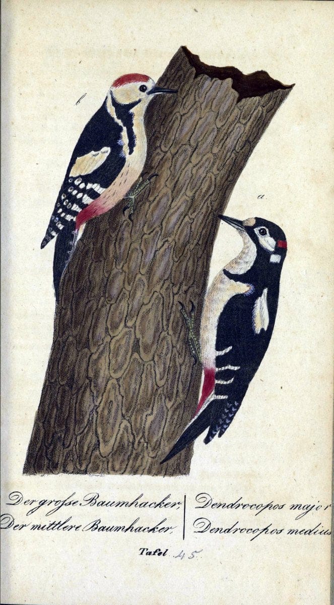 Deutschlands VoÌˆgel in Abbildungen nach der Natur mit Beschreibungen /.NuÃŒË†rnberg :in de | Birds Germany "Pictorial works"  | Vintage Print Reproduction 469116