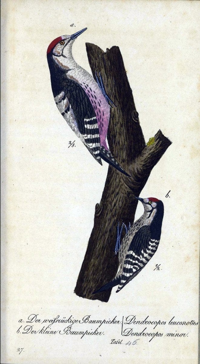 Deutschlands VoÌˆgel in Abbildungen nach der Natur mit Beschreibungen /.NuÃŒË†rnberg :in de | Birds Germany "Pictorial works"  | Vintage Print Reproduction 469117