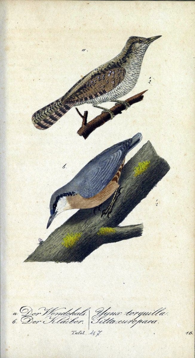 Deutschlands VoÌˆgel in Abbildungen nach der Natur mit Beschreibungen /.NuÃŒË†rnberg :in de | Birds Germany "Pictorial works"  | Vintage Print Reproduction 469118