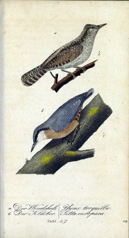 Deutschlands VoÌˆgel in Abbildungen nach der Natur mit Beschreibungen /.NuÃŒË†rnberg :in de | Birds Germany "Pictorial works"  | Vintage Print Reproduction 469118