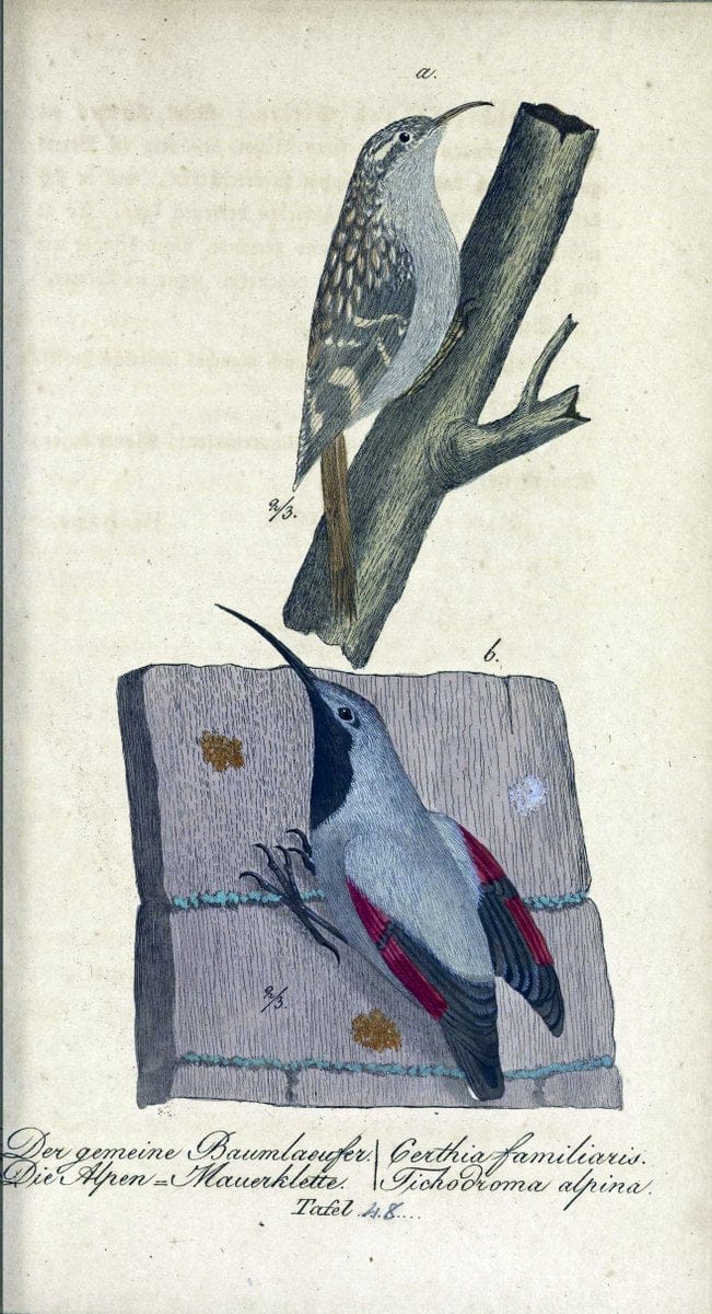 Deutschlands VoÌˆgel in Abbildungen nach der Natur mit Beschreibungen /.NuÃŒË†rnberg :in de | Birds Germany "Pictorial works"  | Vintage Print Reproduction 469119