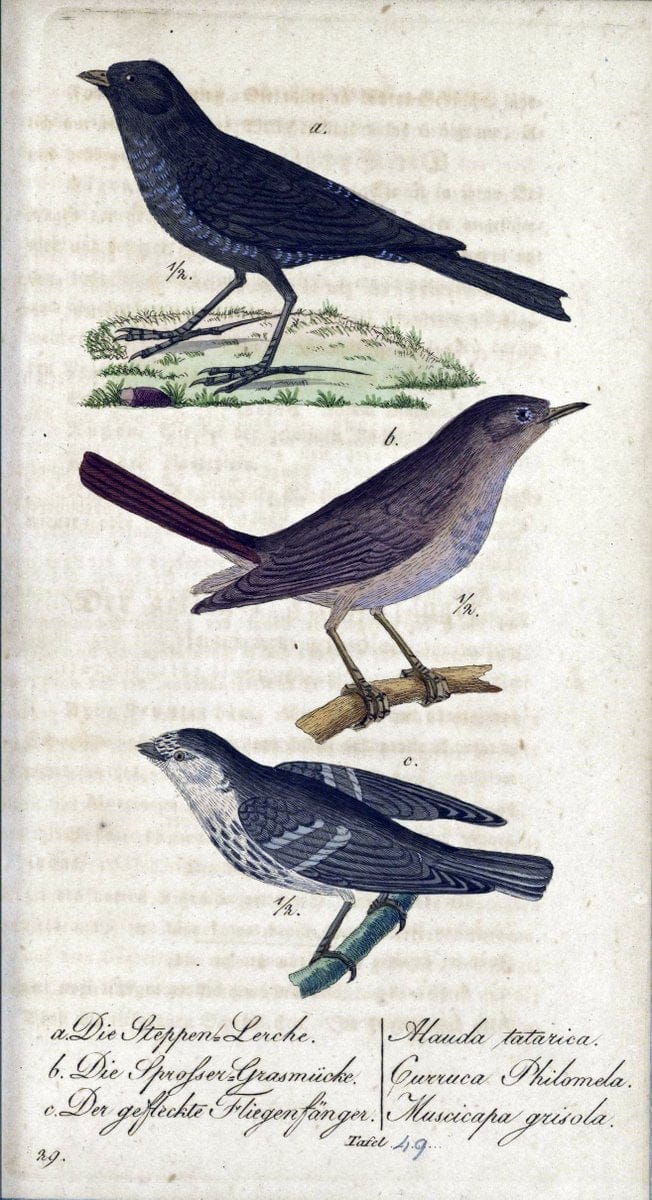 Deutschlands VoÌˆgel in Abbildungen nach der Natur mit Beschreibungen /.NuÃŒË†rnberg :in de | Birds Germany "Pictorial works"  | Vintage Print Reproduction 469120