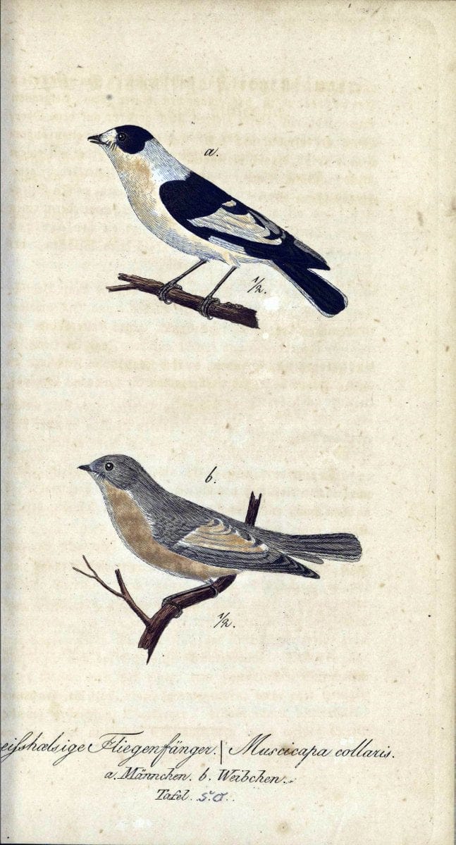 Deutschlands VoÌˆgel in Abbildungen nach der Natur mit Beschreibungen /.NuÃŒË†rnberg :in de | Birds Germany "Pictorial works"  | Vintage Print Reproduction 469121