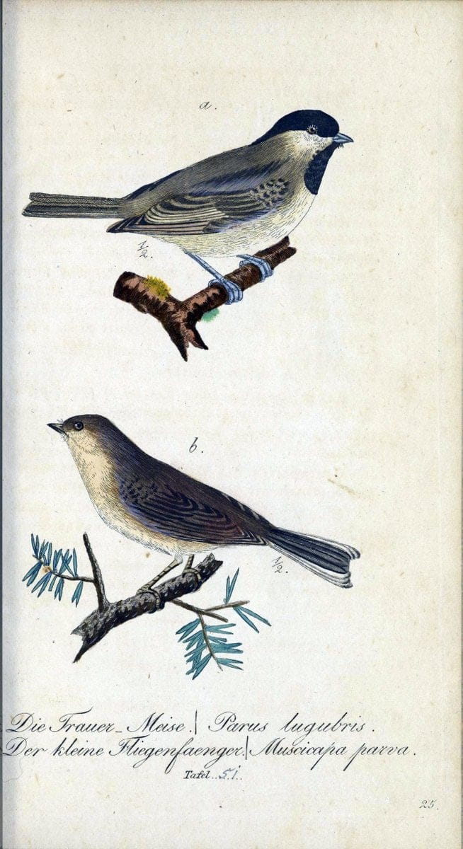 Deutschlands VoÌˆgel in Abbildungen nach der Natur mit Beschreibungen /.NuÃŒË†rnberg :in de | Birds Germany "Pictorial works"  | Vintage Print Reproduction 469122