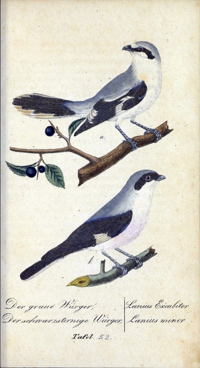 Deutschlands VoÌˆgel in Abbildungen nach der Natur mit Beschreibungen /.NuÃŒË†rnberg :in de | Birds Germany "Pictorial works"  | Vintage Print Reproduction 469123