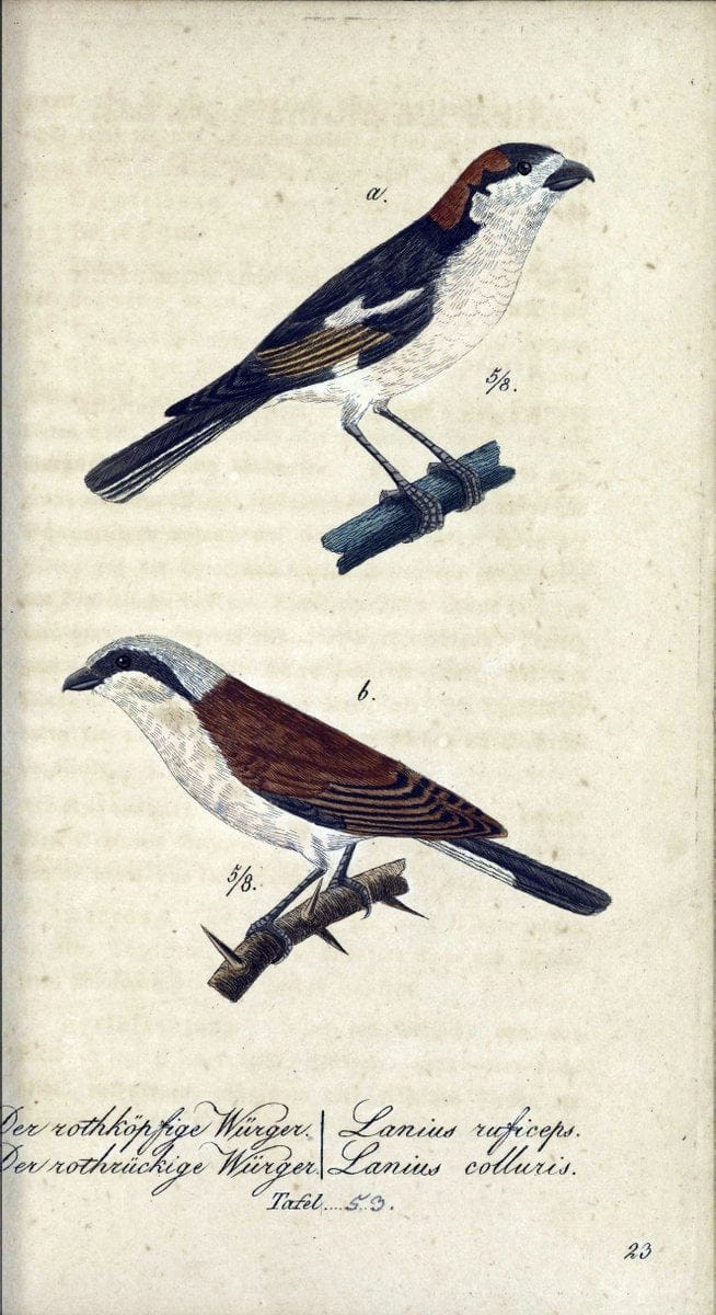 Deutschlands VoÌˆgel in Abbildungen nach der Natur mit Beschreibungen /.NuÃŒË†rnberg :in de | Birds Germany "Pictorial works"  | Vintage Print Reproduction 469124