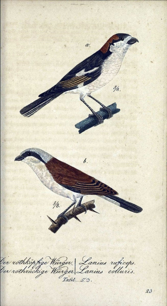 Deutschlands VoÌˆgel in Abbildungen nach der Natur mit Beschreibungen /.NuÃŒË†rnberg :in de | Birds Germany "Pictorial works"  | Vintage Print Reproduction 469124
