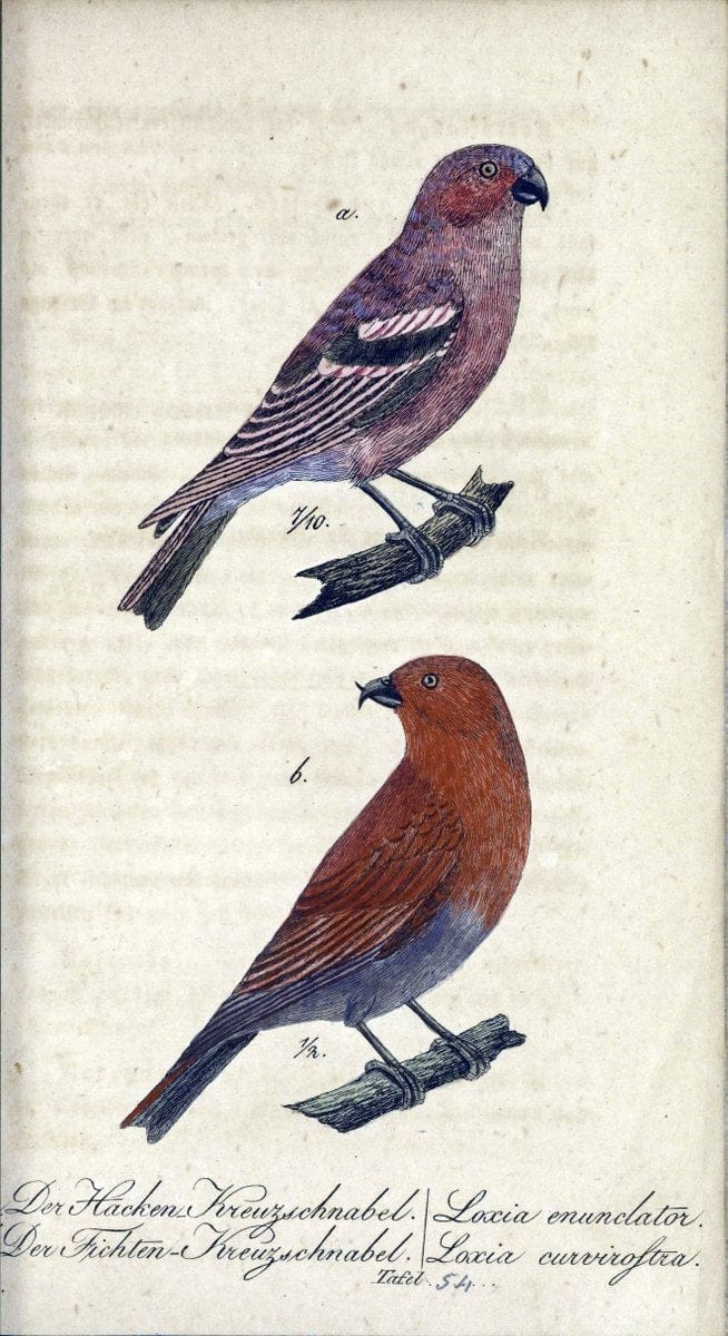 Deutschlands VoÌˆgel in Abbildungen nach der Natur mit Beschreibungen /.NuÃŒË†rnberg :in de | Birds Germany "Pictorial works"  | Vintage Print Reproduction 469125