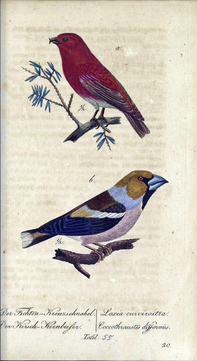 Deutschlands VoÌˆgel in Abbildungen nach der Natur mit Beschreibungen /.NuÃŒË†rnberg :in de | Birds Germany "Pictorial works"  | Vintage Print Reproduction 469126