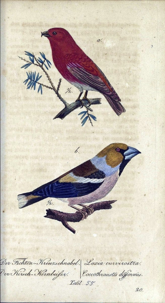 Deutschlands VoÌˆgel in Abbildungen nach der Natur mit Beschreibungen /.NuÃŒË†rnberg :in de | Birds Germany "Pictorial works"  | Vintage Print Reproduction 469126