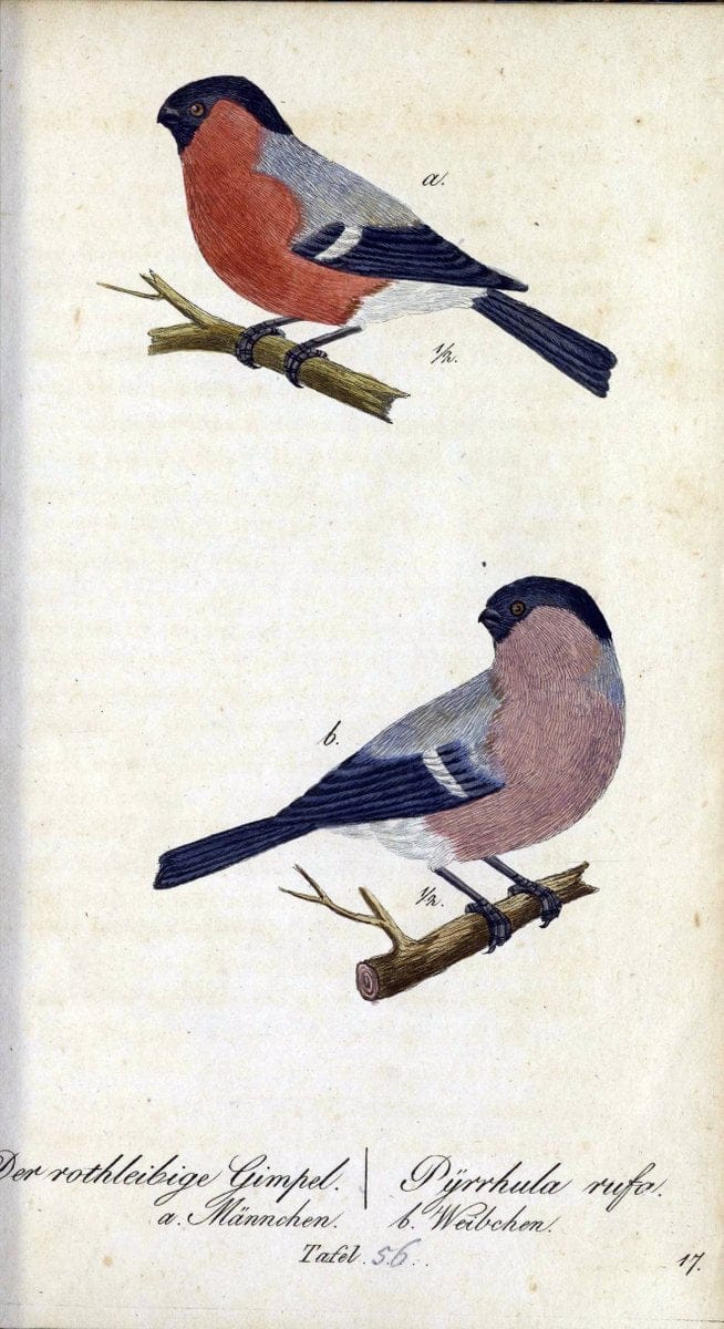 Deutschlands VoÌˆgel in Abbildungen nach der Natur mit Beschreibungen /.NuÃŒË†rnberg :in de | Birds Germany "Pictorial works"  | Vintage Print Reproduction 469127
