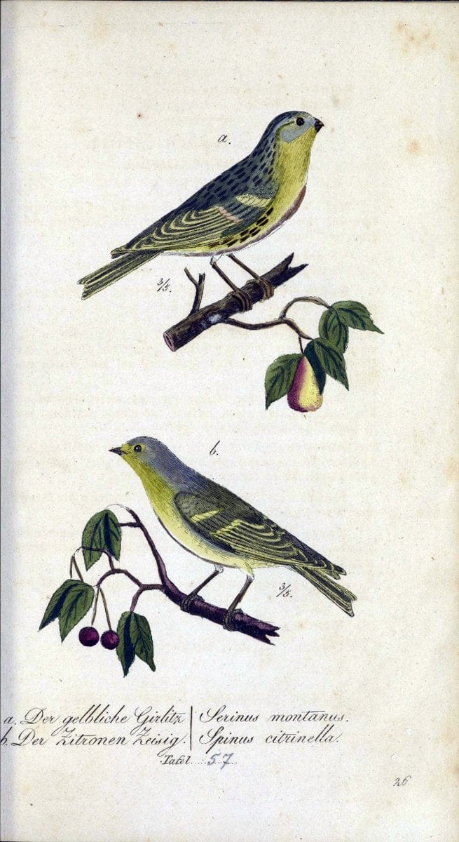 Deutschlands VoÌˆgel in Abbildungen nach der Natur mit Beschreibungen /.NuÃŒË†rnberg :in de | Birds Germany "Pictorial works"  | Vintage Print Reproduction 469128
