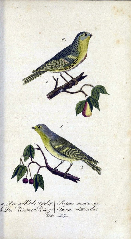 Deutschlands VoÌˆgel in Abbildungen nach der Natur mit Beschreibungen /.NuÃŒË†rnberg :in de | Birds Germany "Pictorial works"  | Vintage Print Reproduction 469128