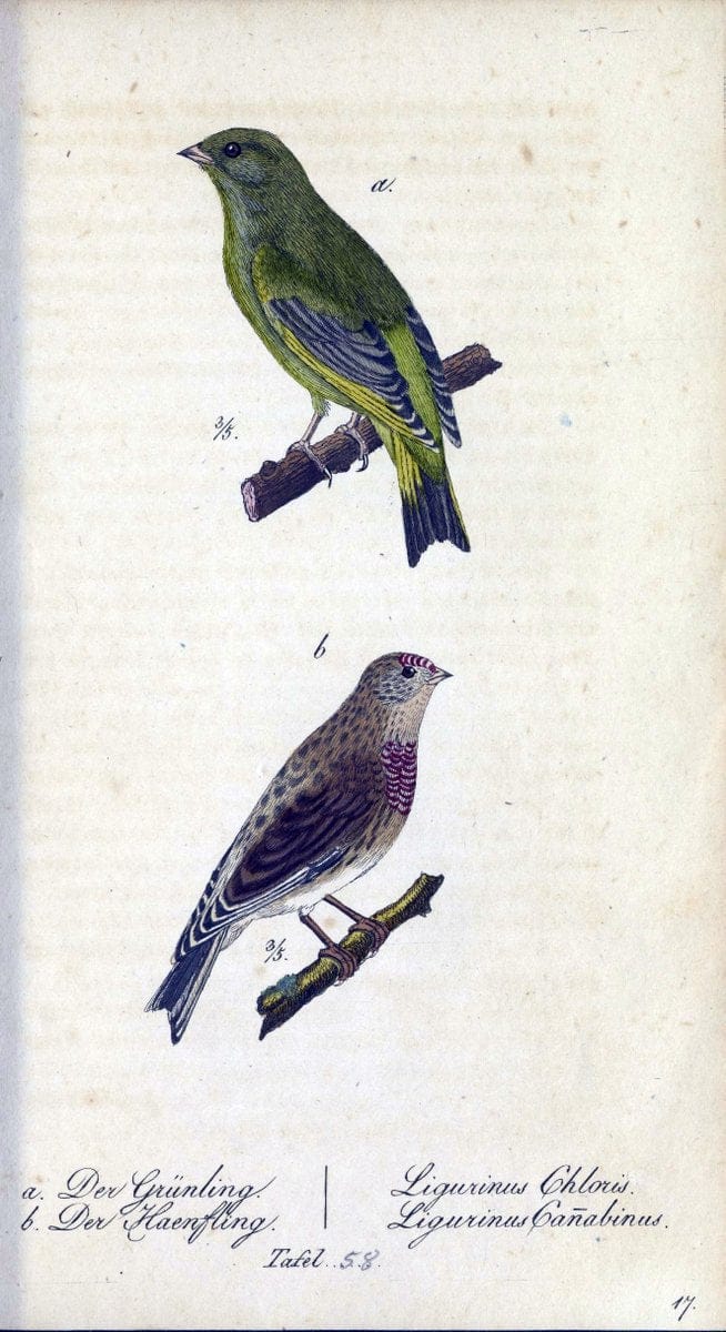 Deutschlands VoÌˆgel in Abbildungen nach der Natur mit Beschreibungen /.NuÃŒË†rnberg :in de | Birds Germany "Pictorial works"  | Vintage Print Reproduction 469129