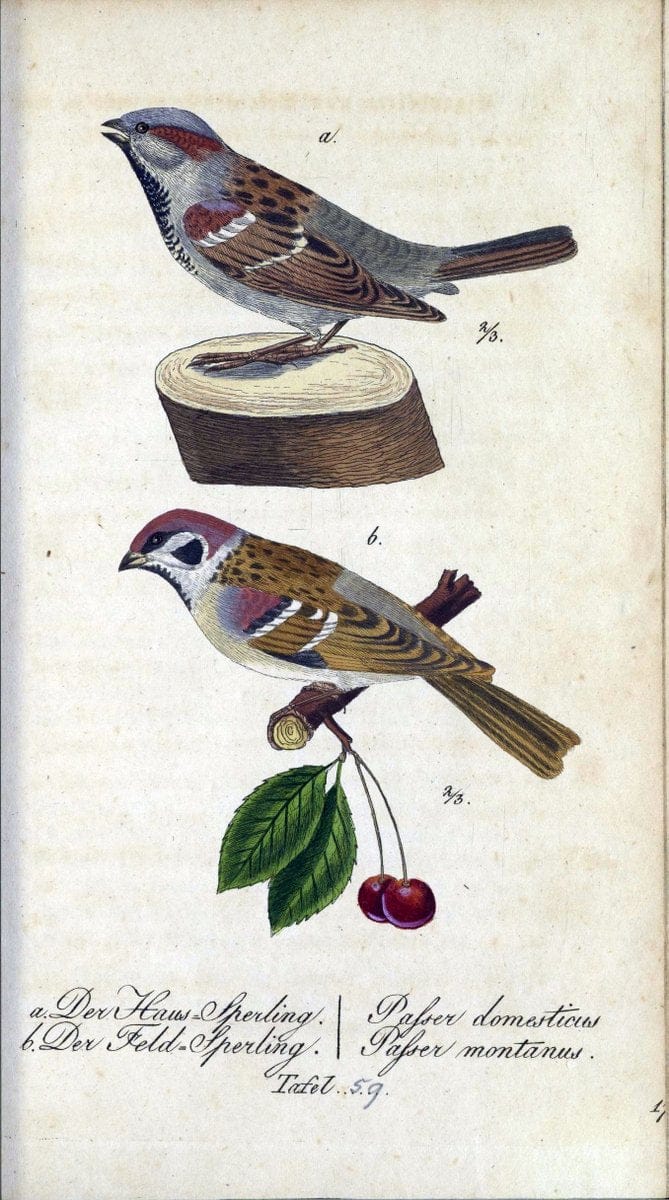 Deutschlands VoÌˆgel in Abbildungen nach der Natur mit Beschreibungen /.NuÃŒË†rnberg :in de | Birds Germany "Pictorial works"  | Vintage Print Reproduction 469130