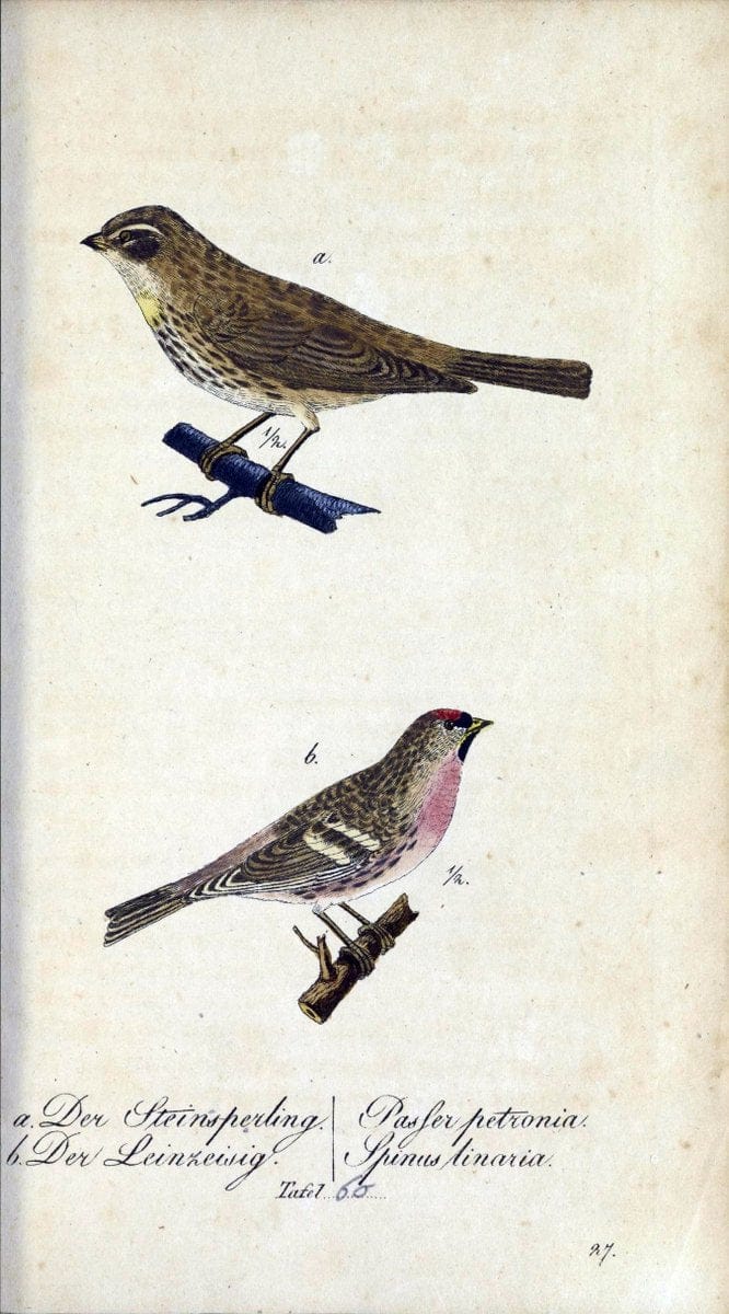 Deutschlands VoÌˆgel in Abbildungen nach der Natur mit Beschreibungen /.NuÃŒË†rnberg :in de | Birds Germany "Pictorial works"  | Vintage Print Reproduction 469131