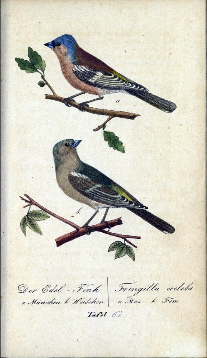 Deutschlands VoÌˆgel in Abbildungen nach der Natur mit Beschreibungen /.NuÃŒË†rnberg :in de | Birds Germany "Pictorial works"  | Vintage Print Reproduction 469132