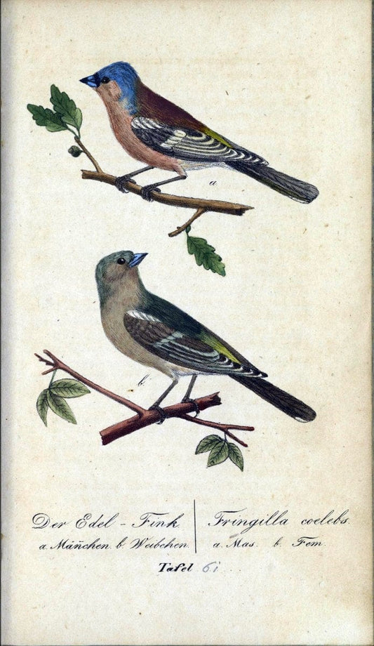 Deutschlands VoÌˆgel in Abbildungen nach der Natur mit Beschreibungen /.NuÃŒË†rnberg :in de | Birds Germany "Pictorial works"  | Vintage Print Reproduction 469132