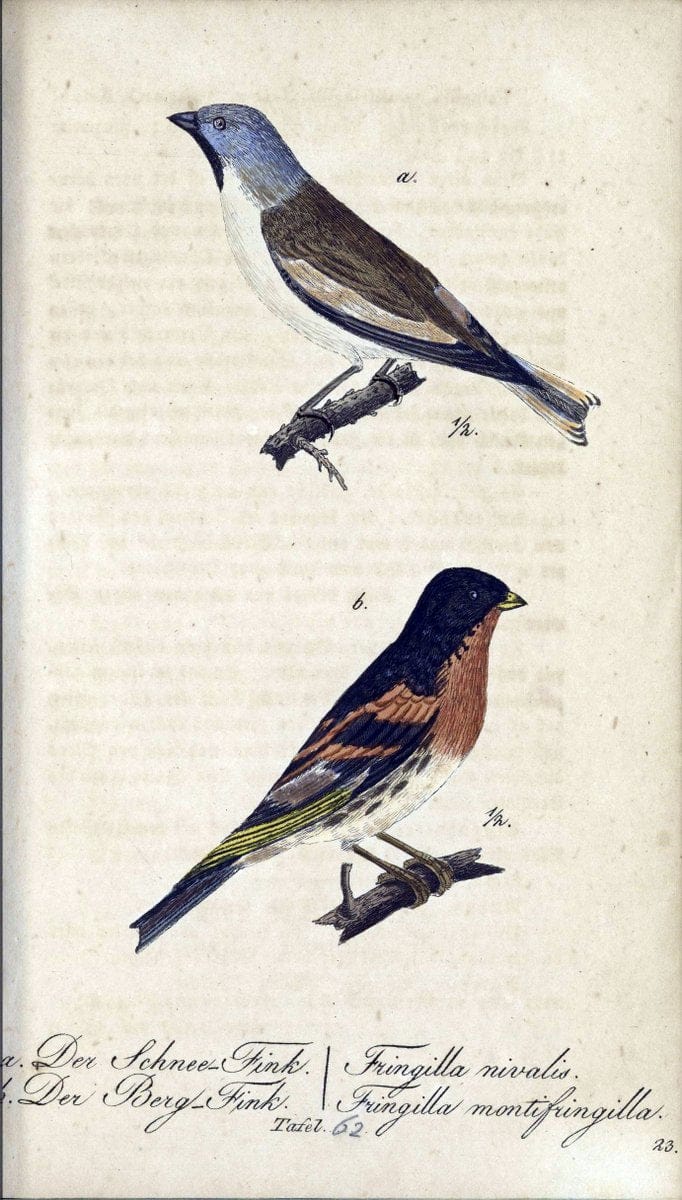 Deutschlands VoÌˆgel in Abbildungen nach der Natur mit Beschreibungen /.NuÃŒË†rnberg :in de | Birds Germany "Pictorial works"  | Vintage Print Reproduction 469133