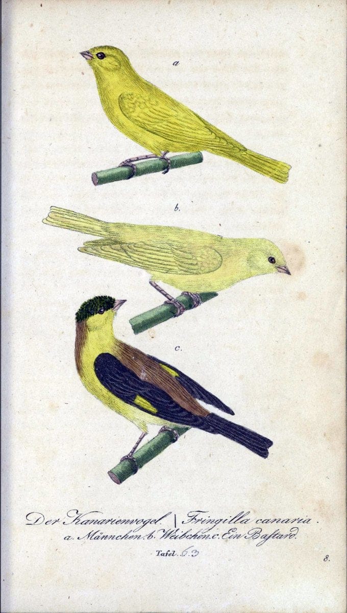 Deutschlands VoÌˆgel in Abbildungen nach der Natur mit Beschreibungen /.NuÃŒË†rnberg :in de | Birds Germany "Pictorial works"  | Vintage Print Reproduction 469134