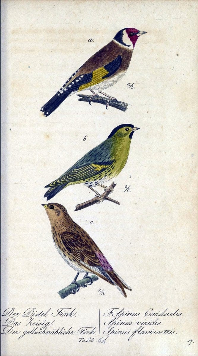 Deutschlands VoÌˆgel in Abbildungen nach der Natur mit Beschreibungen /.NuÃŒË†rnberg :in de | Birds Germany "Pictorial works"  | Vintage Print Reproduction 469135
