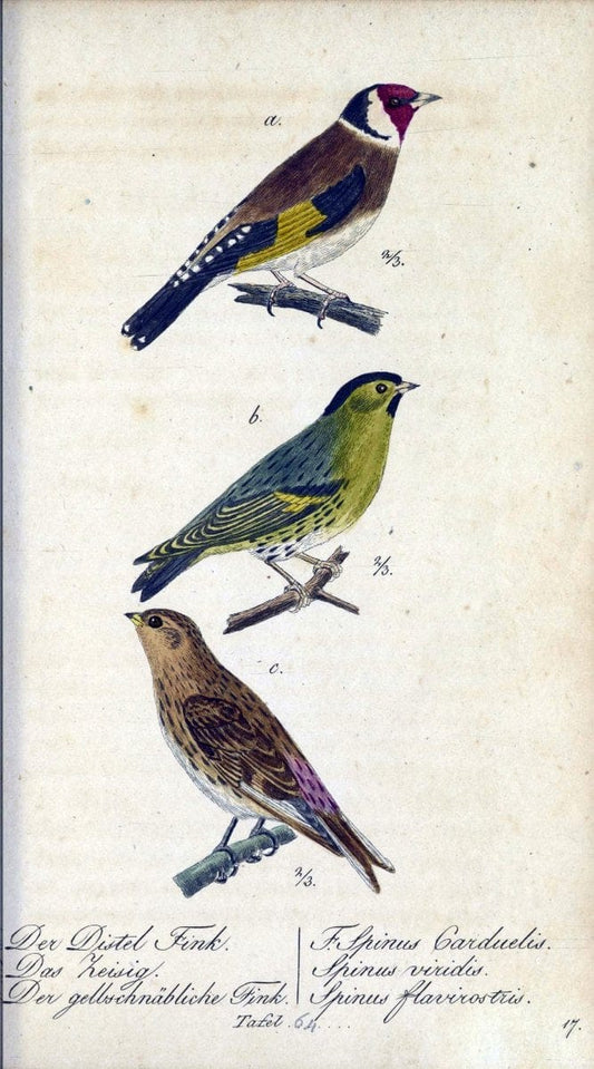 Deutschlands VoÌˆgel in Abbildungen nach der Natur mit Beschreibungen /.NuÃŒË†rnberg :in de | Birds Germany "Pictorial works"  | Vintage Print Reproduction 469135