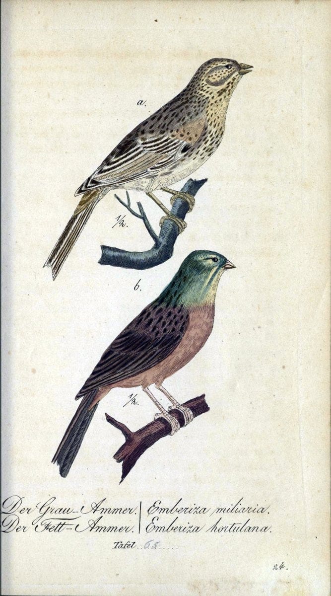 Deutschlands VoÌˆgel in Abbildungen nach der Natur mit Beschreibungen /.NuÃŒË†rnberg :in de | Birds Germany "Pictorial works"  | Vintage Print Reproduction 469136