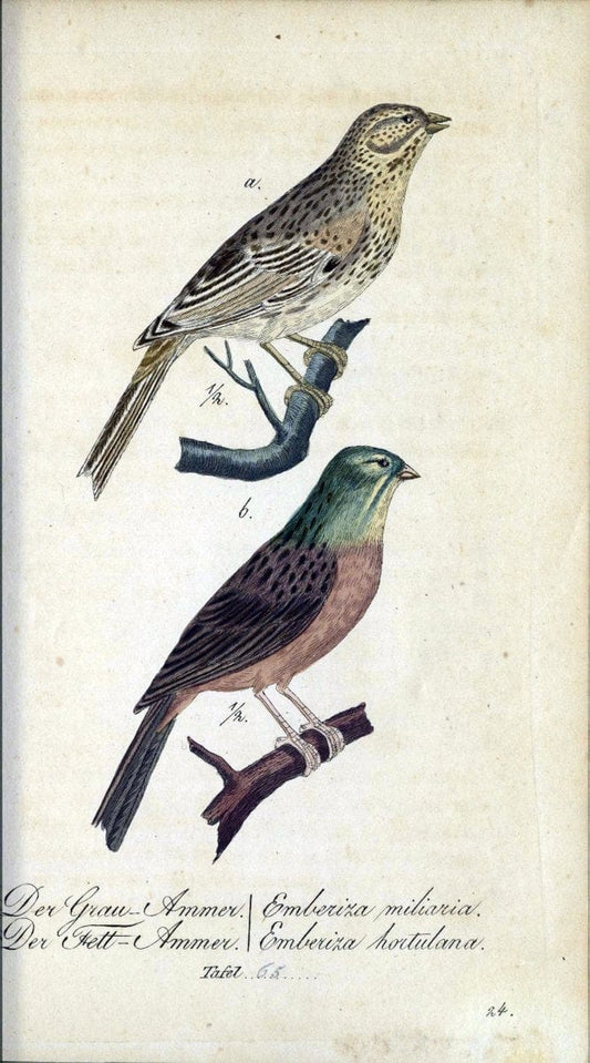 Deutschlands VoÌˆgel in Abbildungen nach der Natur mit Beschreibungen /.NuÃŒË†rnberg :in de | Birds Germany "Pictorial works"  | Vintage Print Reproduction 469136