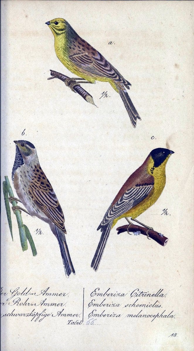 Deutschlands VoÌˆgel in Abbildungen nach der Natur mit Beschreibungen /.NuÃŒË†rnberg :in de | Birds Germany "Pictorial works"  | Vintage Print Reproduction 469137