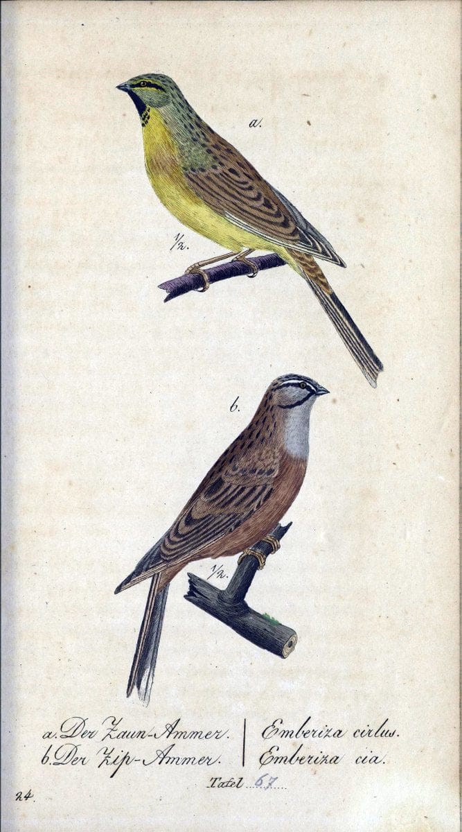 Deutschlands VoÌˆgel in Abbildungen nach der Natur mit Beschreibungen /.NuÃŒË†rnberg :in de | Birds Germany "Pictorial works"  | Vintage Print Reproduction 469138