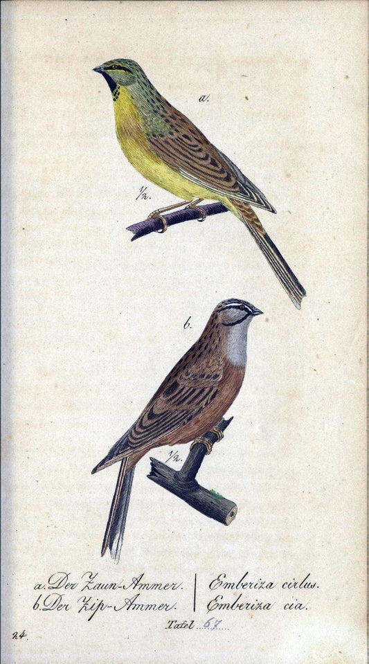 Deutschlands VoÌˆgel in Abbildungen nach der Natur mit Beschreibungen /.NuÃŒË†rnberg :in de | Birds Germany "Pictorial works"  | Vintage Print Reproduction 469138