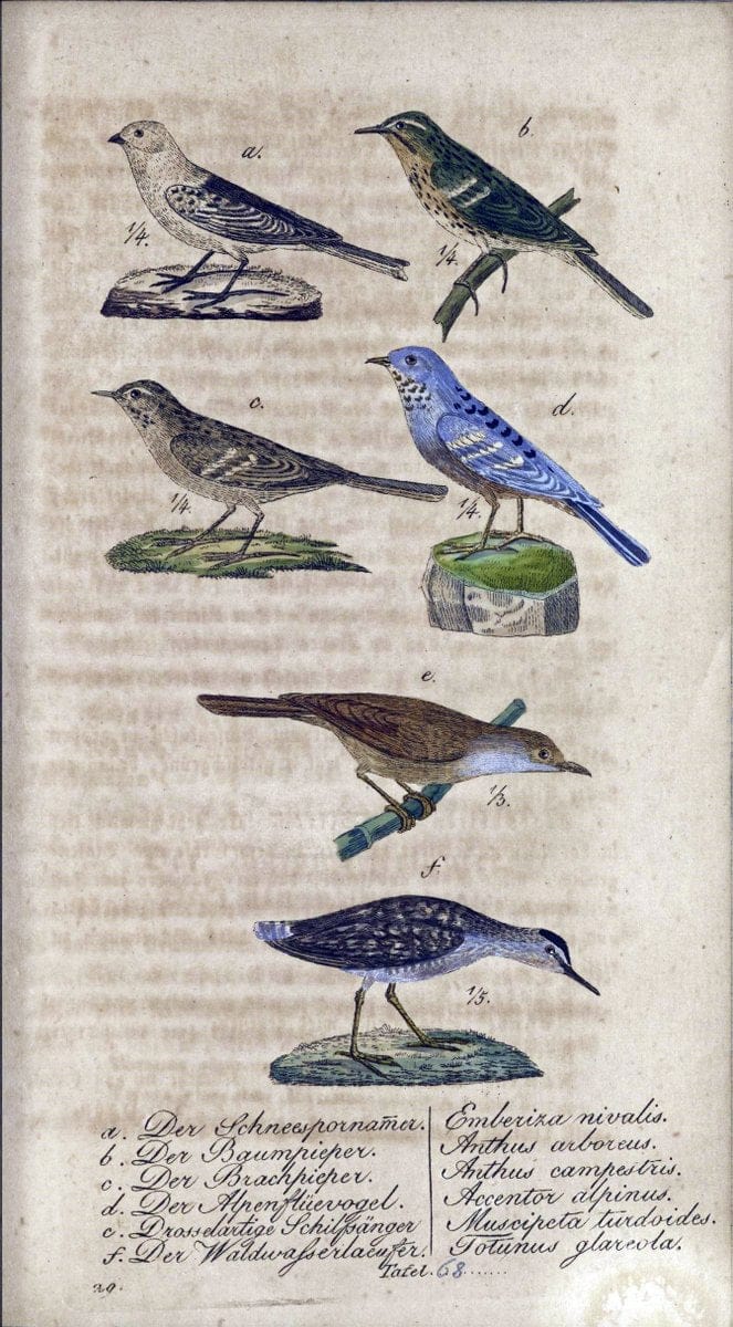 Deutschlands VoÌˆgel in Abbildungen nach der Natur mit Beschreibungen /.NuÃŒË†rnberg :in de | Birds Germany "Pictorial works"  | Vintage Print Reproduction 469139