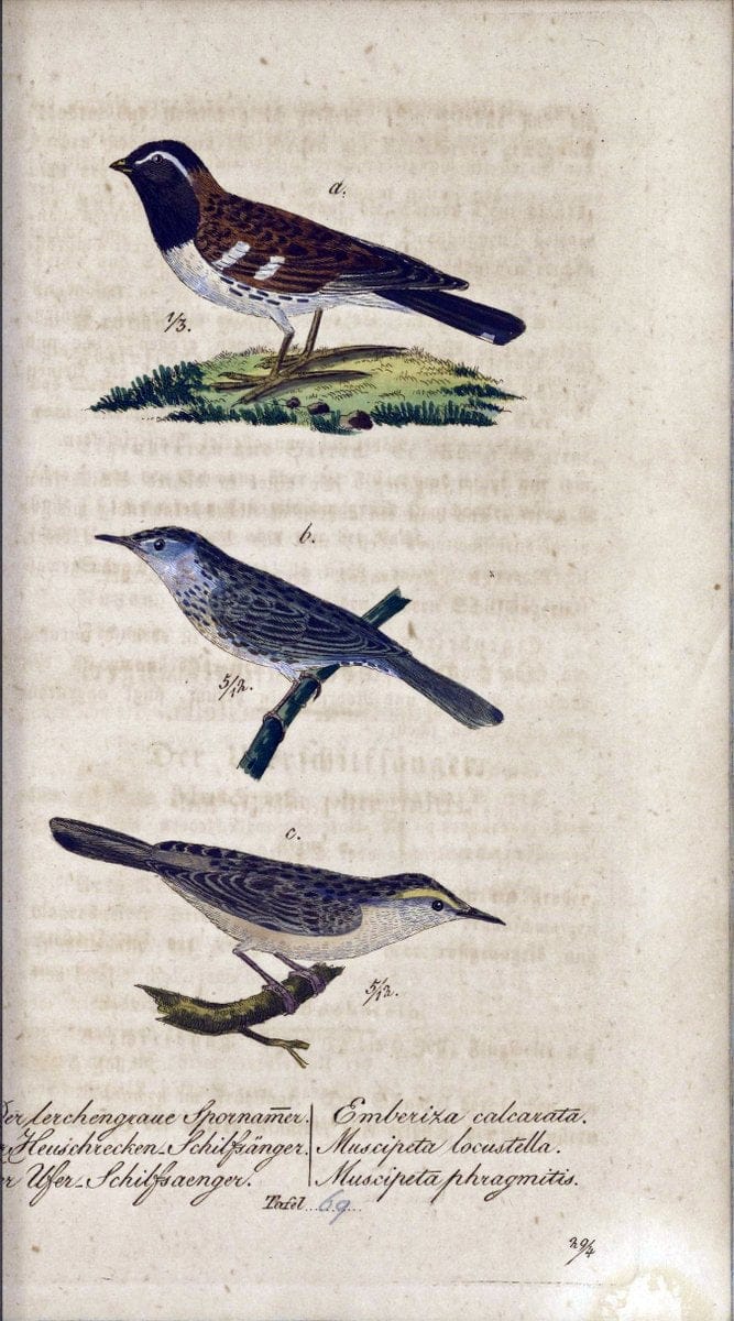Deutschlands VoÌˆgel in Abbildungen nach der Natur mit Beschreibungen /.NuÃŒË†rnberg :in de | Birds Germany "Pictorial works"  | Vintage Print Reproduction 469140