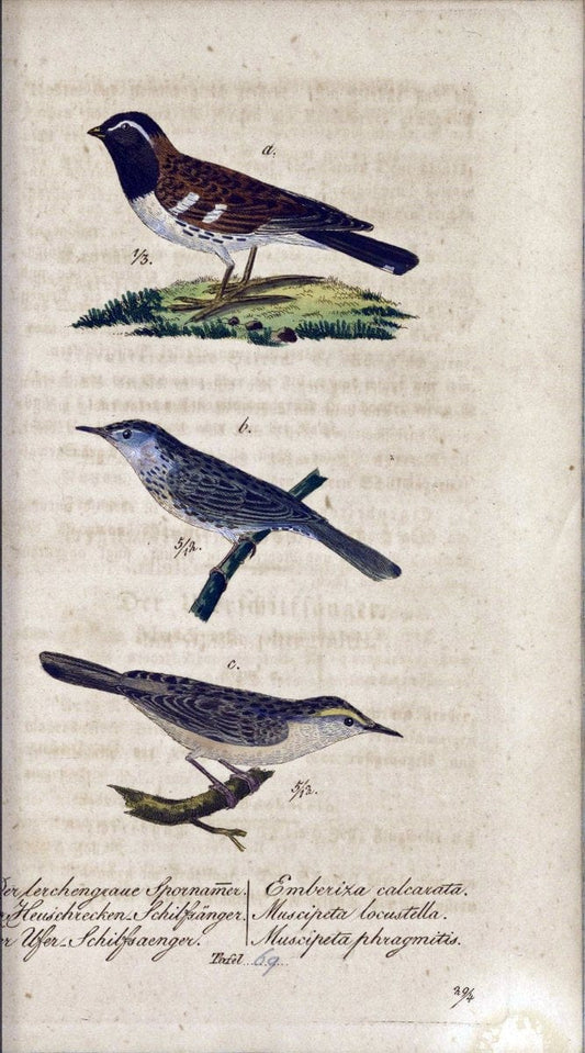 Deutschlands VoÌˆgel in Abbildungen nach der Natur mit Beschreibungen /.NuÃŒË†rnberg :in de | Birds Germany "Pictorial works"  | Vintage Print Reproduction 469140