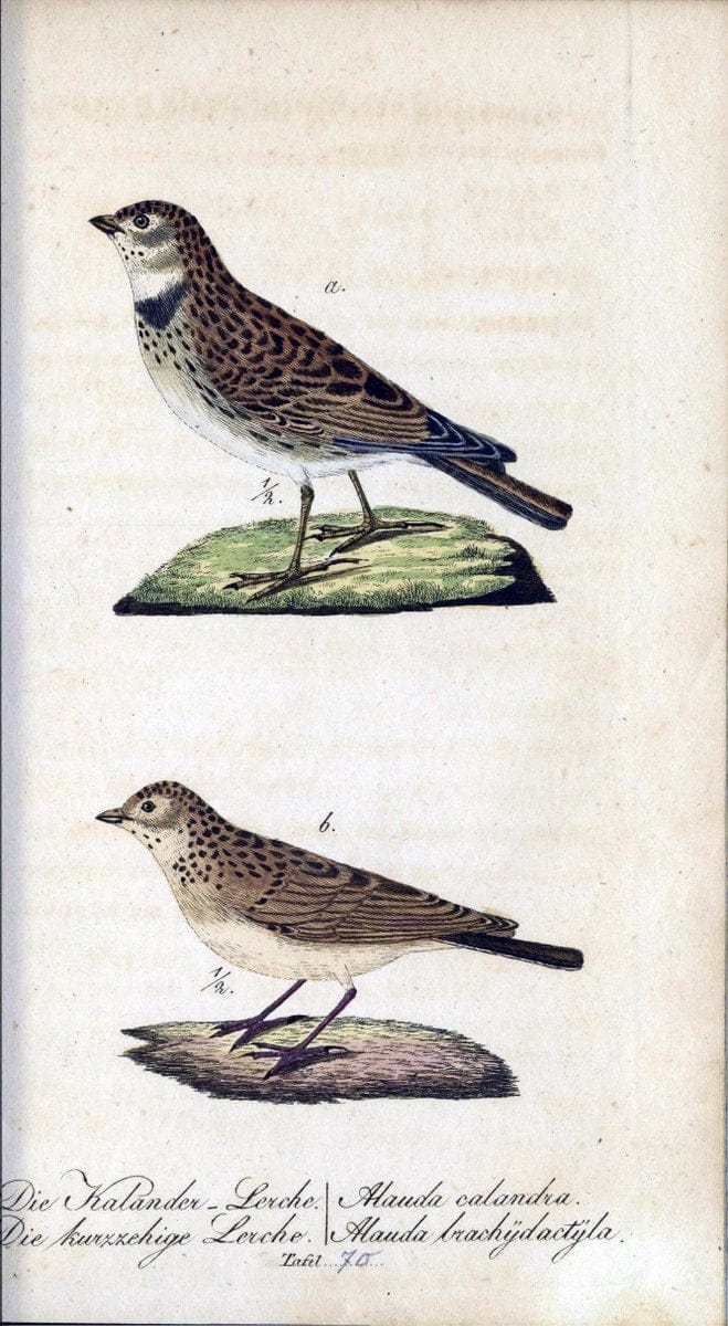 Deutschlands VoÌˆgel in Abbildungen nach der Natur mit Beschreibungen /.NuÃŒË†rnberg :in de | Birds Germany "Pictorial works"  | Vintage Print Reproduction 469141