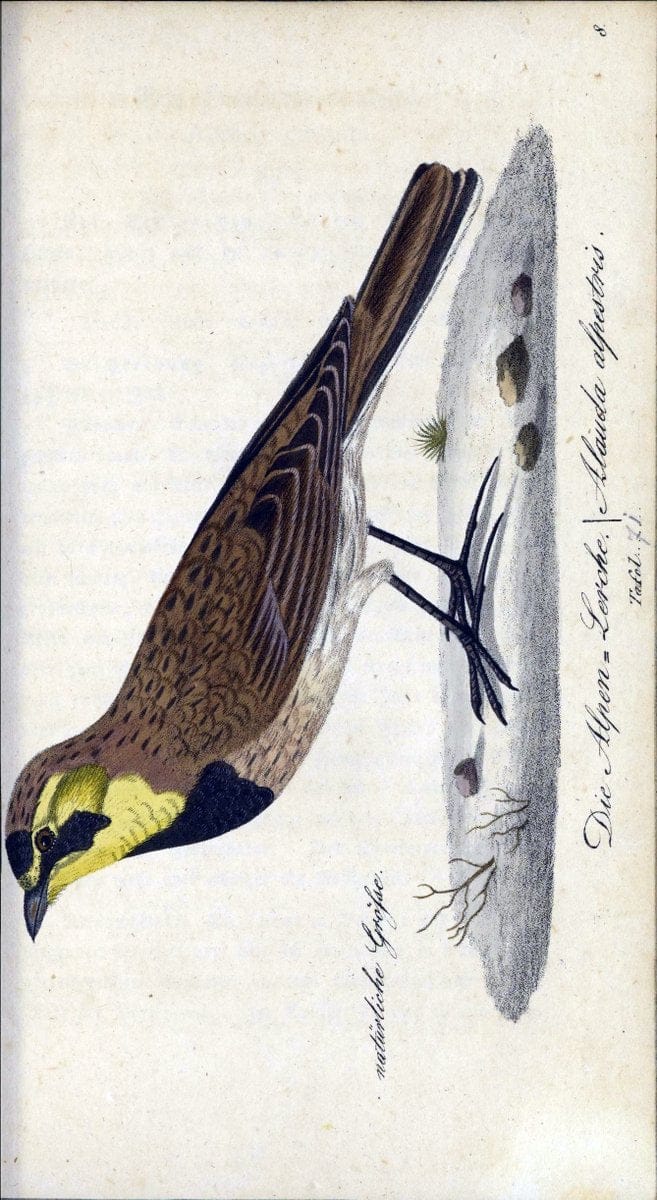 Deutschlands VoÌˆgel in Abbildungen nach der Natur mit Beschreibungen /.NuÃŒË†rnberg :in de | Birds Germany "Pictorial works"  | Vintage Print Reproduction 469142