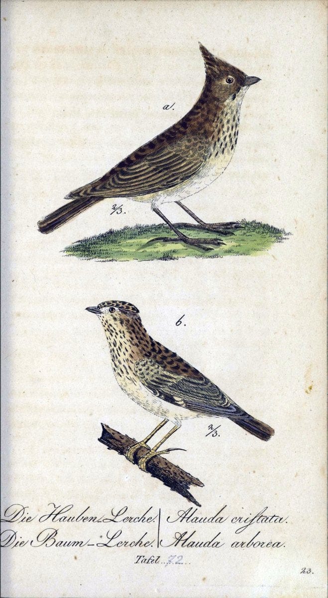 Deutschlands VoÌˆgel in Abbildungen nach der Natur mit Beschreibungen /.NuÃŒË†rnberg :in de | Birds Germany "Pictorial works"  | Vintage Print Reproduction 469143