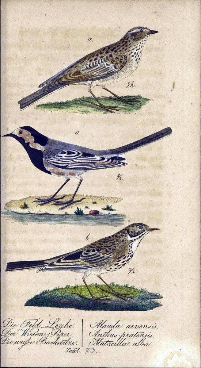 Deutschlands VoÌˆgel in Abbildungen nach der Natur mit Beschreibungen /.NuÃŒË†rnberg :in de | Birds Germany "Pictorial works"  | Vintage Print Reproduction 469144