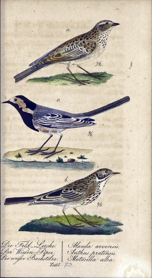 Deutschlands VoÌˆgel in Abbildungen nach der Natur mit Beschreibungen /.NuÃŒË†rnberg :in de | Birds Germany "Pictorial works"  | Vintage Print Reproduction 469144
