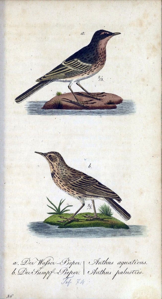 Deutschlands VoÌˆgel in Abbildungen nach der Natur mit Beschreibungen /.NuÃŒË†rnberg :in de | Birds Germany "Pictorial works"  | Vintage Print Reproduction 469145