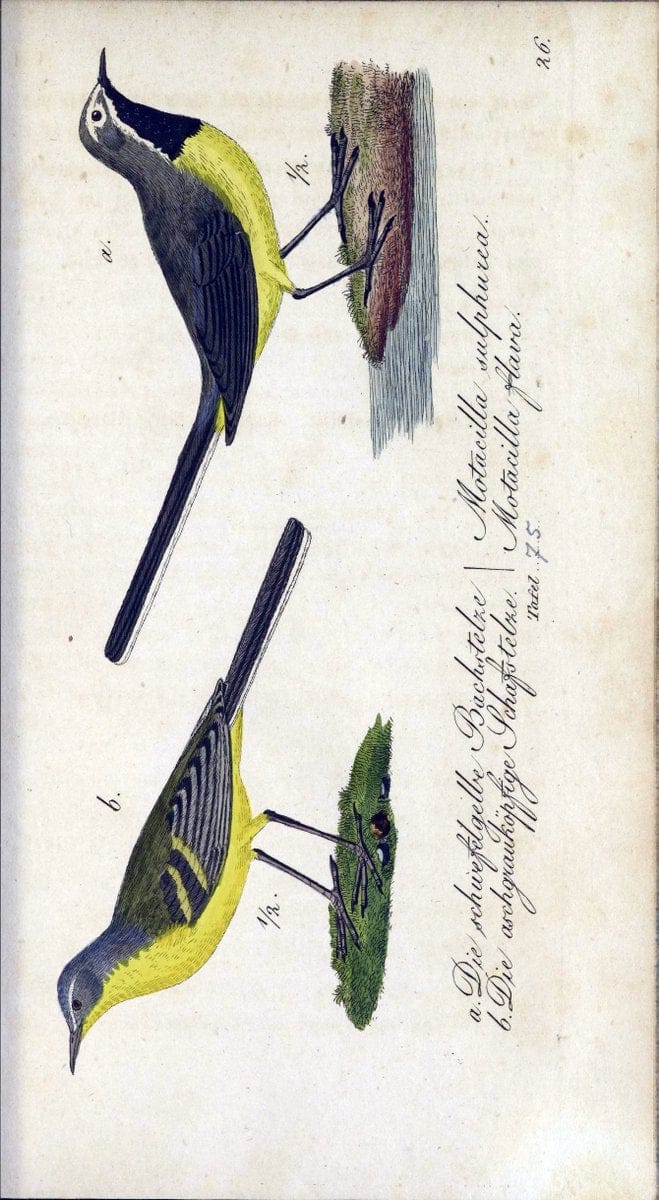 Deutschlands VoÌˆgel in Abbildungen nach der Natur mit Beschreibungen /.NuÃŒË†rnberg :in de | Birds Germany "Pictorial works"  | Vintage Print Reproduction 469146
