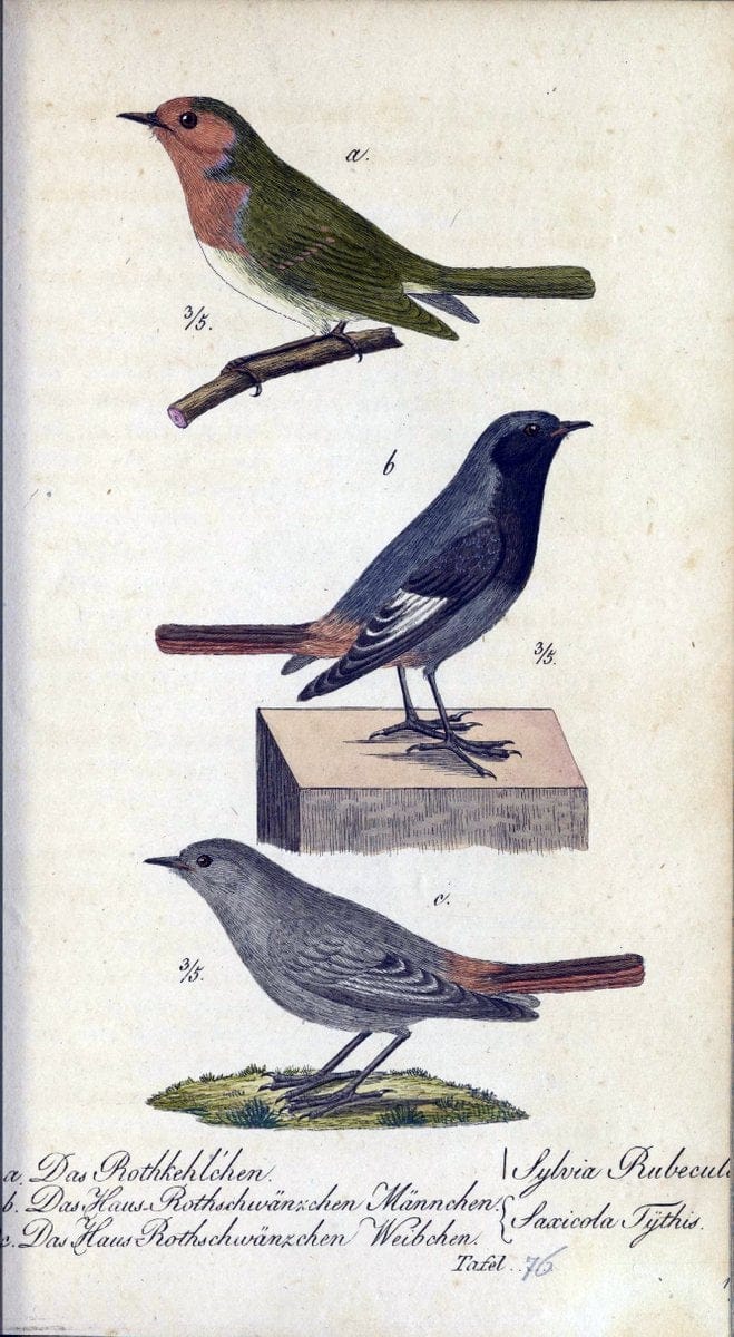 Deutschlands VoÌˆgel in Abbildungen nach der Natur mit Beschreibungen /.NuÃŒË†rnberg :in de | Birds Germany "Pictorial works"  | Vintage Print Reproduction 469147