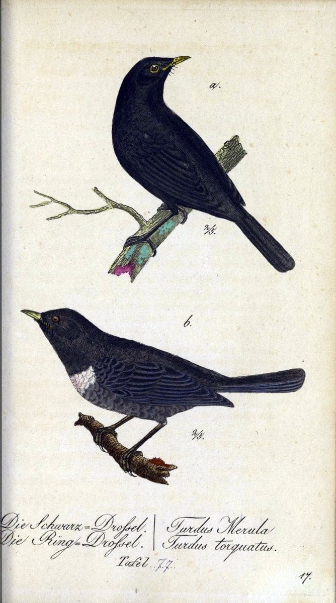 Deutschlands VoÌˆgel in Abbildungen nach der Natur mit Beschreibungen /.NuÃŒË†rnberg :in de | Birds Germany "Pictorial works"  | Vintage Print Reproduction 469148