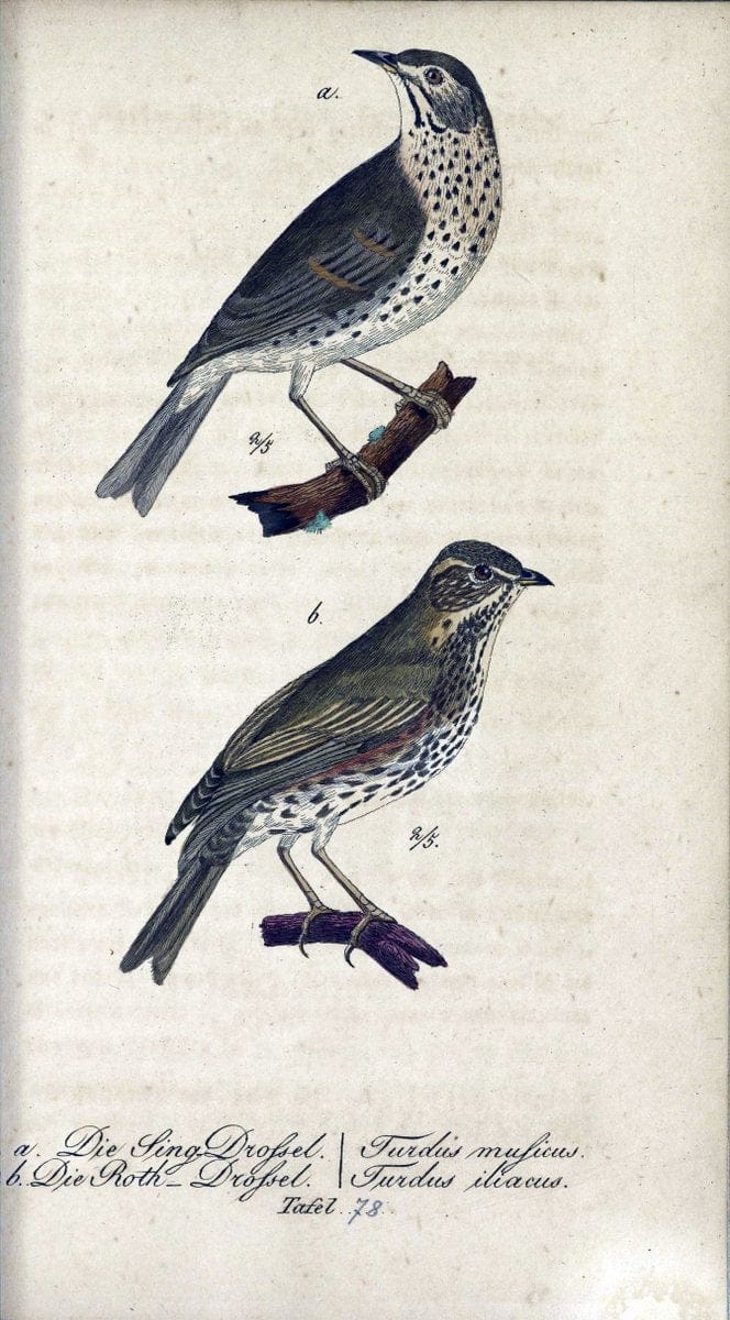 Deutschlands VoÌˆgel in Abbildungen nach der Natur mit Beschreibungen /.NuÃŒË†rnberg :in de | Birds Germany "Pictorial works"  | Vintage Print Reproduction 469149