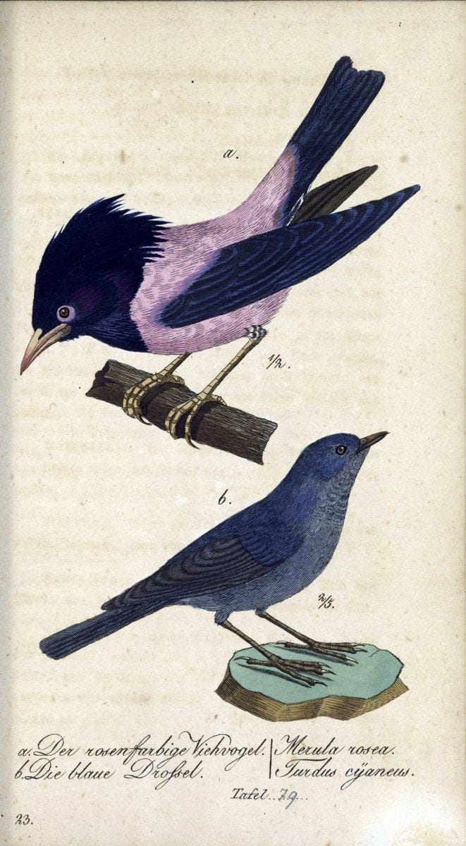 Deutschlands VoÌˆgel in Abbildungen nach der Natur mit Beschreibungen /.NuÃŒË†rnberg :in de | Birds Germany "Pictorial works"  | Vintage Print Reproduction 469150