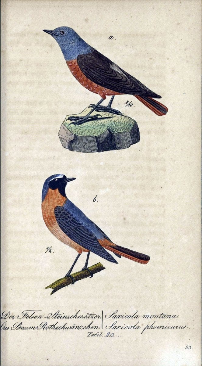 Deutschlands VoÌˆgel in Abbildungen nach der Natur mit Beschreibungen /.NuÃŒË†rnberg :in de | Birds Germany "Pictorial works"  | Vintage Print Reproduction 469151