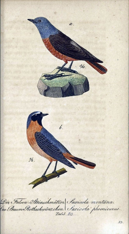 Deutschlands VoÌˆgel in Abbildungen nach der Natur mit Beschreibungen /.NuÃŒË†rnberg :in de | Birds Germany "Pictorial works"  | Vintage Print Reproduction 469151