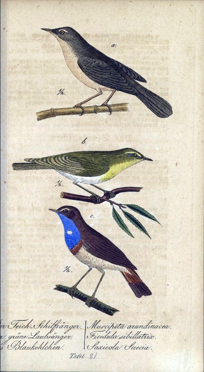 Deutschlands VoÌˆgel in Abbildungen nach der Natur mit Beschreibungen /.NuÃŒË†rnberg :in de | Birds Germany "Pictorial works"  | Vintage Print Reproduction 469152