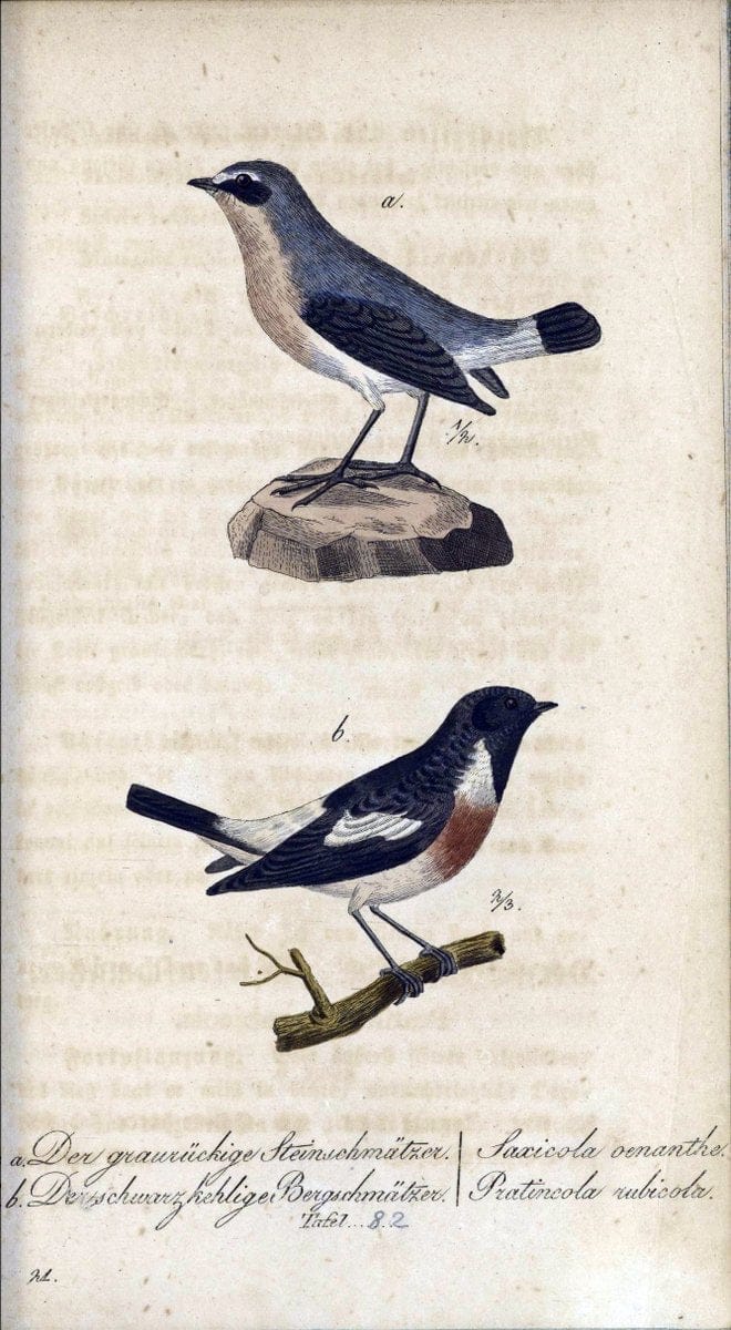 Deutschlands VoÌˆgel in Abbildungen nach der Natur mit Beschreibungen /.NuÃŒË†rnberg :in de | Birds Germany "Pictorial works"  | Vintage Print Reproduction 469153