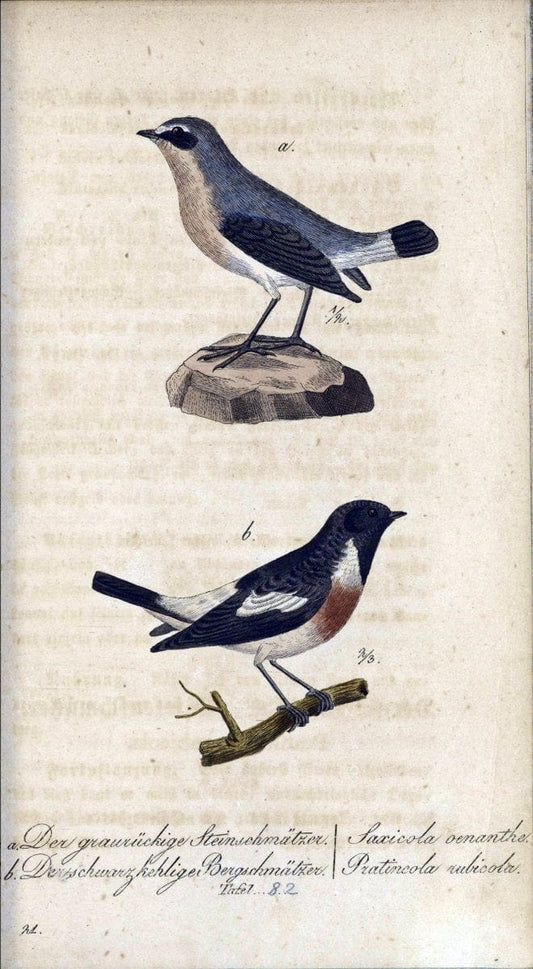 Deutschlands VoÌˆgel in Abbildungen nach der Natur mit Beschreibungen /.NuÃŒË†rnberg :in de | Birds Germany "Pictorial works"  | Vintage Print Reproduction 469153